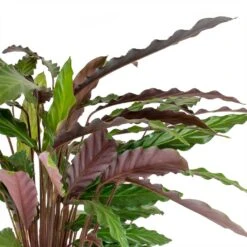 Calathea Rufibarba - Velvet Calathea 16 Calathea Rufibarba - Velvet Calathea -Plant Promotion Store Calathea rufibarba Velvet Calathea Leaves