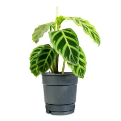 Calathea Zebrina - Zebra Plant 30 Calathea Zebrina - Zebra Plant -Plant Promotion Store Calathea zebrina 12x30cm