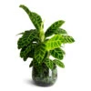 Calathea Zebrina - Zebra Plant -Plant Promotion Store Calathea zebrina 19x70cm Emmie Metal Pot Mystic Green 27x23cm