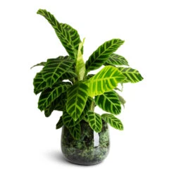 Calathea Zebrina - Zebra Plant