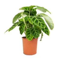 Calathea Zebrina - Zebra Plant 20 Calathea Zebrina - Zebra Plant -Plant Promotion Store Calathea zebrina Zebra Plant 14x45cm