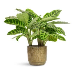 Cille Plant Pot - Forest 16 Cille Plant Pot - Forest -Plant Promotion Store Calathea zebrina Zebra Plant 14x45cm Cille Plant Pot Forest 21x20cm 1