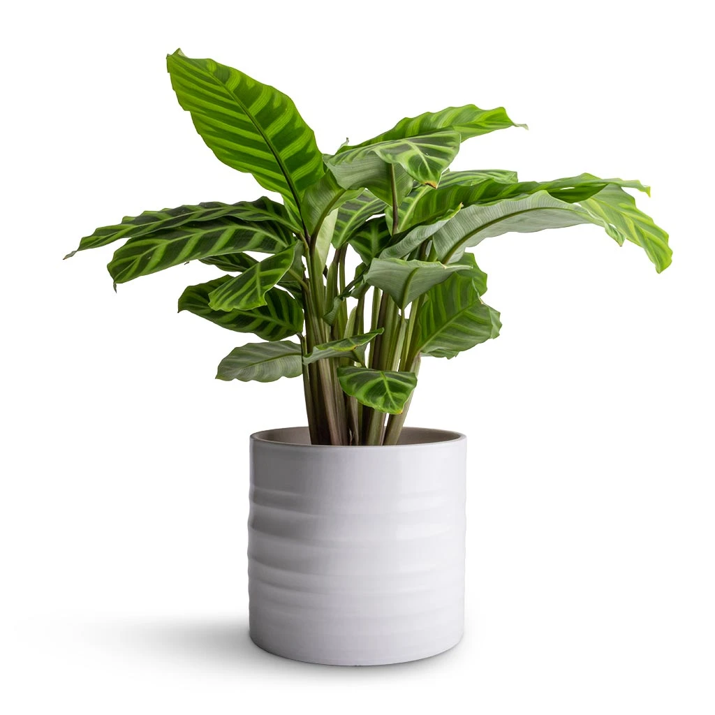 Hadleigh Plant Pot - White 7 Hadleigh Plant Pot - White - Image 5