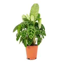 Calathea Zebrina - Zebra Plant 21 Calathea Zebrina - Zebra Plant -Plant Promotion Store Calathea zebrina Zebra Plant 19x60cm