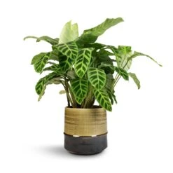 Marlijn Plant Pot - Thyme 36 Marlijn Plant Pot - Thyme -Plant Promotion Store Calathea zebrina Zebra Plant 19x60cm Marlijn Plant Pot Thyme 21x21cm 1