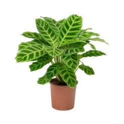 Calathea Zebrina - Zebra Plant 26 Calathea Zebrina - Zebra Plant -Plant Promotion Store Calathea zebrina Zebra Plant
