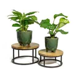 Calathea Zebrina - Zebra Plant 29 Calathea Zebrina - Zebra Plant -Plant Promotion Store Calathea zebrina Zebra Plant Calathea orbifolia kaat green plant pot lois plant stand 5a2cd767 8522 4417 aba7 61fd027e0244