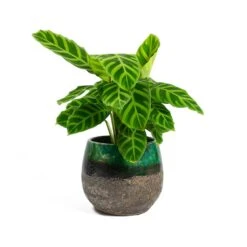 Lindy Plant Pot - Black Green 28 Lindy Plant Pot - Black Green -Plant Promotion Store Calathea zebrina Zebra Plant Lindy Plant Pot Black Green