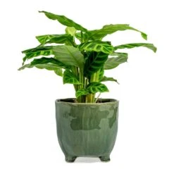Calathea Zebrina - Zebra Plant 28 Calathea Zebrina - Zebra Plant -Plant Promotion Store Calathea zebrina Zebra Plant kaat green plant pot