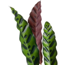 Calathea Lancifolia - Rattlesnake Plant 26 Calathea Lancifolia - Rattlesnake Plant -Plant Promotion Store Calathealancifolia RattlesnakePlant 1