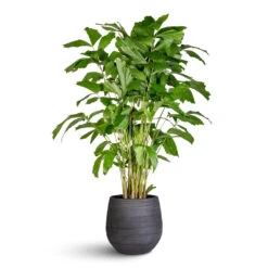 Caryota Mitis - Fish Tail Palm 17 Caryota Mitis - Fish Tail Palm -Plant Promotion Store Caryota mitis Fish Tail 21x100cm Joyce Pot Anthracite 31x28cm