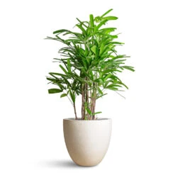 Caryota Mitis - Fish Tail Palm