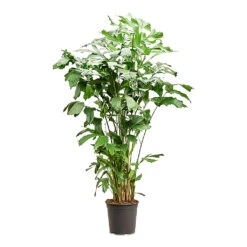 Caryota Mitis - Fish Tail Palm 18 Caryota Mitis - Fish Tail Palm -Plant Promotion Store Caryota mitis Fish Tail 30x180cm