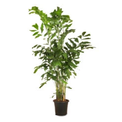 Caryota Mitis - Fish Tail Palm 20 Caryota Mitis - Fish Tail Palm -Plant Promotion Store Caryota mitis Fish Tail 32x210cm