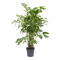 Caryota Mitis - Fish Tail Palm 16 Caryota Mitis - Fish Tail Palm -Plant Promotion Store Caryota mitis Fish Tail Palm 27cm