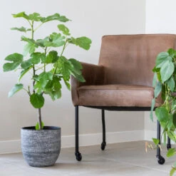 Cas Plant Pot - Anthracite 27 Cas Plant Pot - Anthracite -Plant Promotion Store CasPlantPot Anthracite 2