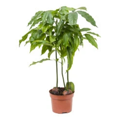 Castanospermum Australe - Moreton Bay Chestnut 18 Castanospermum Australe - Moreton Bay Chestnut -Plant Promotion Store Castanospermum australe Moreton Bay Chestnut 12cm