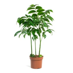 Castanospermum Australe - Moreton Bay Chestnut 14 Castanospermum Australe - Moreton Bay Chestnut -Plant Promotion Store Castanospermum australe Moreton Bay Chestnut 12cm 32ab1e60 8876 4c6c 918d 94e773d83107