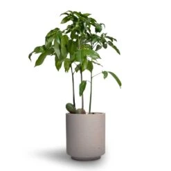 Castanospermum Australe - Moreton Bay Chestnut 16 Castanospermum Australe - Moreton Bay Chestnut -Plant Promotion Store Castanospermum australe Moreton Bay Chestnut 12x45cm Suzi Plant Pot Grey Washed 15x16 1745f2fb 52ce 402a 9354 d7676920cb4f