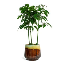 Castanospermum Australe - Moreton Bay Chestnut 17 Castanospermum Australe - Moreton Bay Chestnut -Plant Promotion Store Castanospermum australe Moreton Bay Chestnut Alice Plant Pot Caramel 66a61ee4 f140 488d 86ec 4d2d559ba258