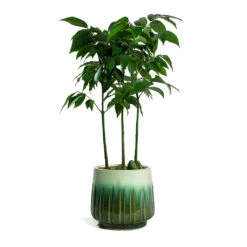 Castanospermum Australe - Moreton Bay Chestnut 20 Castanospermum Australe - Moreton Bay Chestnut -Plant Promotion Store Castanospermum australe Moreton Bay Chestnut Alice Plant Pot Ocean b5d138aa df5b 4d7b 8514 2a22fa8860c8