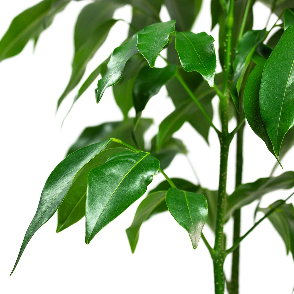 Castanospermum Australe - Moreton Bay Chestnut 6 Castanospermum Australe - Moreton Bay Chestnut - Image 4