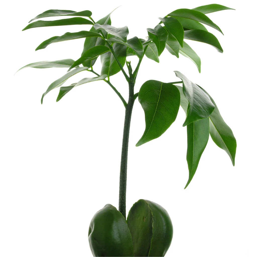 Castanospermum Australe - Moreton Bay Chestnut 4 Castanospermum Australe - Moreton Bay Chestnut - Image 2