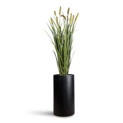 Solid Cylinder Planter - Dark Grey 11 Solid Cylinder Planter - Dark Grey -Plant Promotion Store Cattails Grass Artificial 120cm 12 stems Solid Cylinder Planter Dark Grey 30x55cm