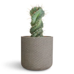 Cereus Forbesii Spiralis - Spiralled Cereus