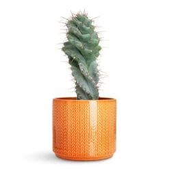 Chevron Plant Pot - Sienna -Plant Promotion Store Cereus forbesii spiralis 17x50cm Chevron Pot Sienna 19x17cm 1