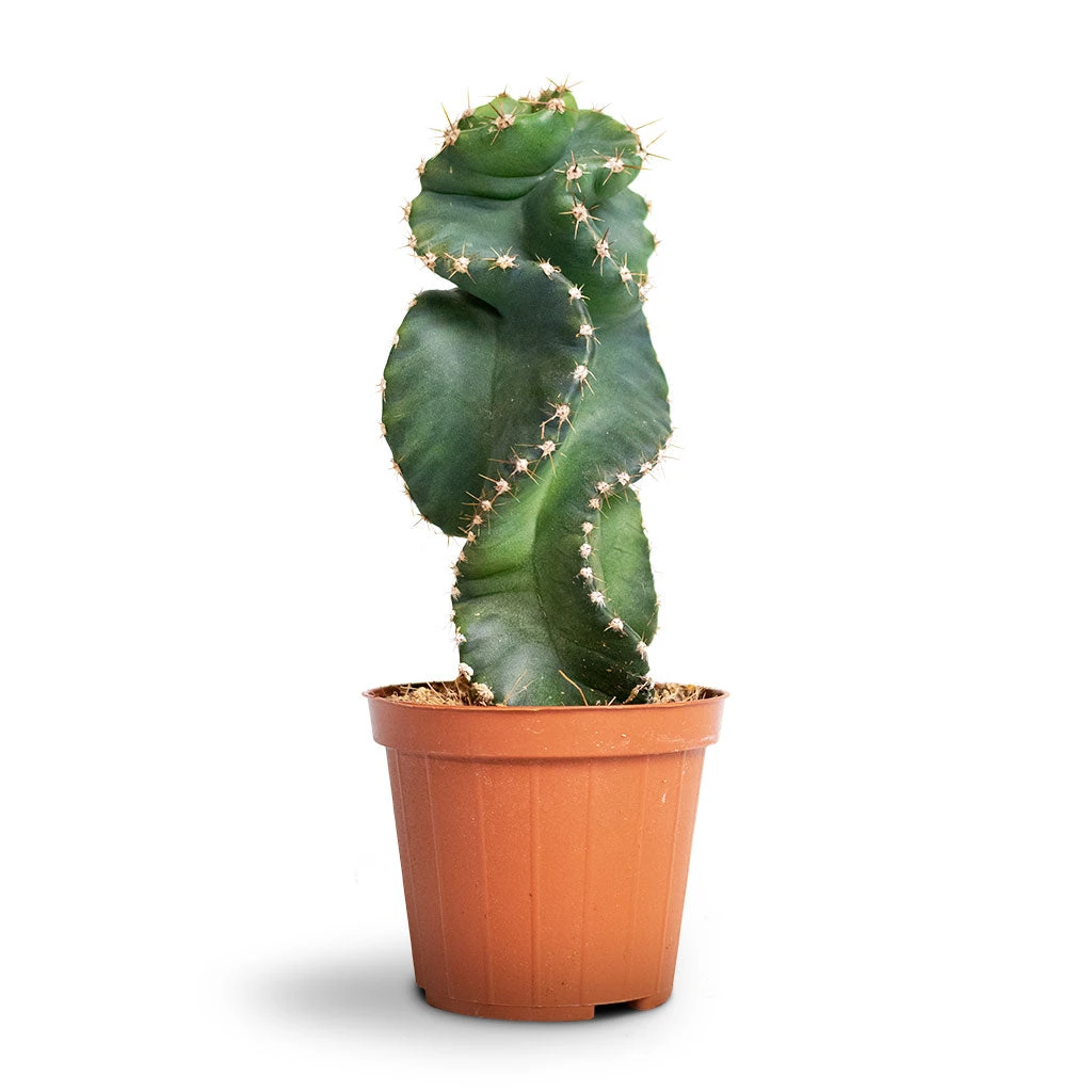 Cereus Forbesii Spiralis - Spiralled Cereus 8 Cereus Forbesii Spiralis - Spiralled Cereus - Image 6