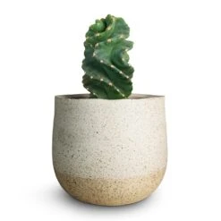 Cereus Forbesii Spiralis - Spiralled Cereus 19 Cereus Forbesii Spiralis - Spiralled Cereus -Plant Promotion Store Cereus forbesii spiralis Spiralled Cereus 10x10cm Iris Plant Pot Sand 14x12cm