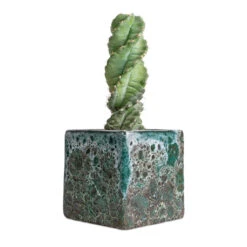 Cereus Forbesii Spiralis - Spiralled Cereus 23 Cereus Forbesii Spiralis - Spiralled Cereus -Plant Promotion Store Cereus forbesii spiralis Spiralled Cereus 10x20cm Lava Cube Relic Planter Jade 16x16x16cm