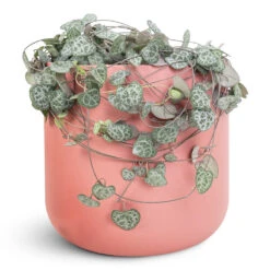 Ceropegia Woodii - String Of Hearts 27 Ceropegia Woodii - String Of Hearts -Plant Promotion Store Ceropegia woodii 12x25cm Lisbon Pot Blush Rose 18.5x18.5cm