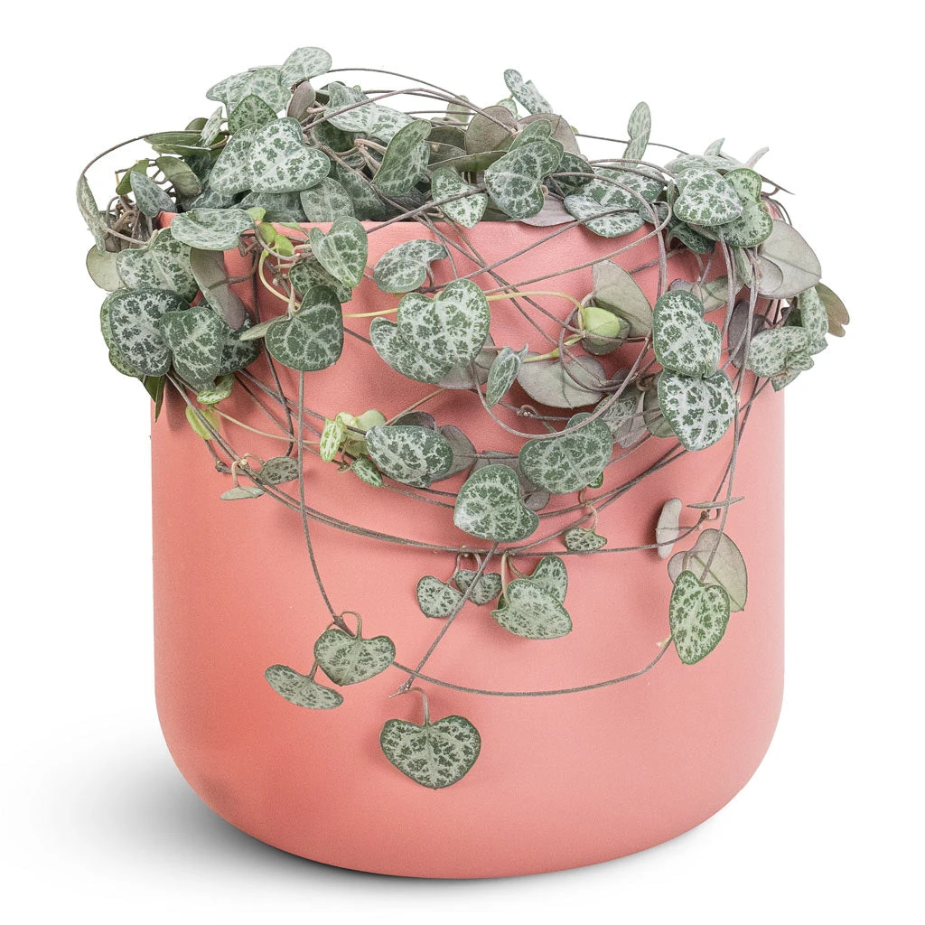 Ceropegia Woodii - String Of Hearts 8 Ceropegia Woodii - String Of Hearts - Image 6