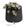 Ceropegia Woodii - Variegated String Of Hearts -Plant Promotion Store Ceropegia woodii String of Hearts 10.5x20cm no hanger Patt Plant Pot Black Washed 17x14cm
