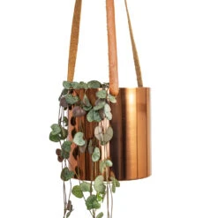 Ceropegia Woodii - String Of Hearts 32 Ceropegia Woodii - String Of Hearts -Plant Promotion Store Ceropegia woodii String of Hearts 10x20cm Floro Hanging Plant Pot Copper 13x13cm 2