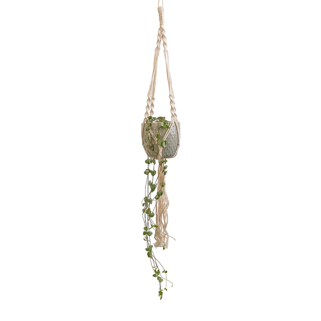 Macrame Hanging Plant Pot 5 Macrame Hanging Plant Pot - Image 3