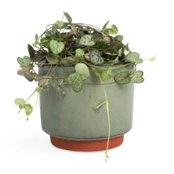 Malibu Plant Pot - Green -Plant Promotion Store Ceropegia woodii String of Hearts 10x20cm Malibu Plant Pot Green 12x11cm 5ea15de9 3cd9 4f05 9573 3cdcc617a92d