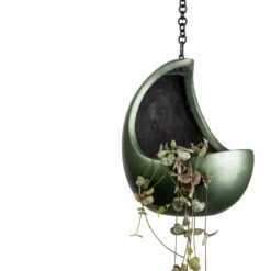 Ceropegia Woodii - String Of Hearts 38 Ceropegia Woodii - String Of Hearts -Plant Promotion Store Ceropegia woodii String of Hearts 11x20cm Gradient Hanging Cocoon Matt Forest 20x24cm 47f66540 db3f 44d0 886c 976ff4766e2f