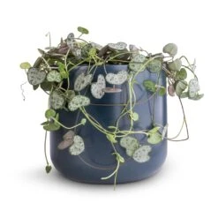 Ceropegia Woodii - String Of Hearts 35 Ceropegia Woodii - String Of Hearts -Plant Promotion Store Ceropegia woodii String of Hearts 12x25cm no hanger Lisbon Plant Pot Navy 13x13cm