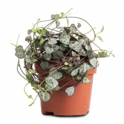 Ceropegia Woodii - String Of Hearts 26 Ceropegia Woodii - String Of Hearts -Plant Promotion Store Ceropegia woodii String of Hearts 12x25cm no hanger