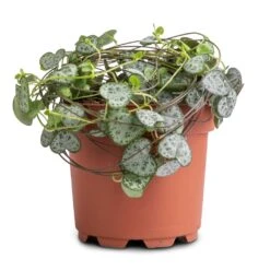 Ceropegia Woodii - String Of Hearts 36 Ceropegia Woodii - String Of Hearts -Plant Promotion Store Ceropegia woodii String of Hearts 12x25cm no hanger 3a3af313 125a 49d0 862c b0d9b0edeab8