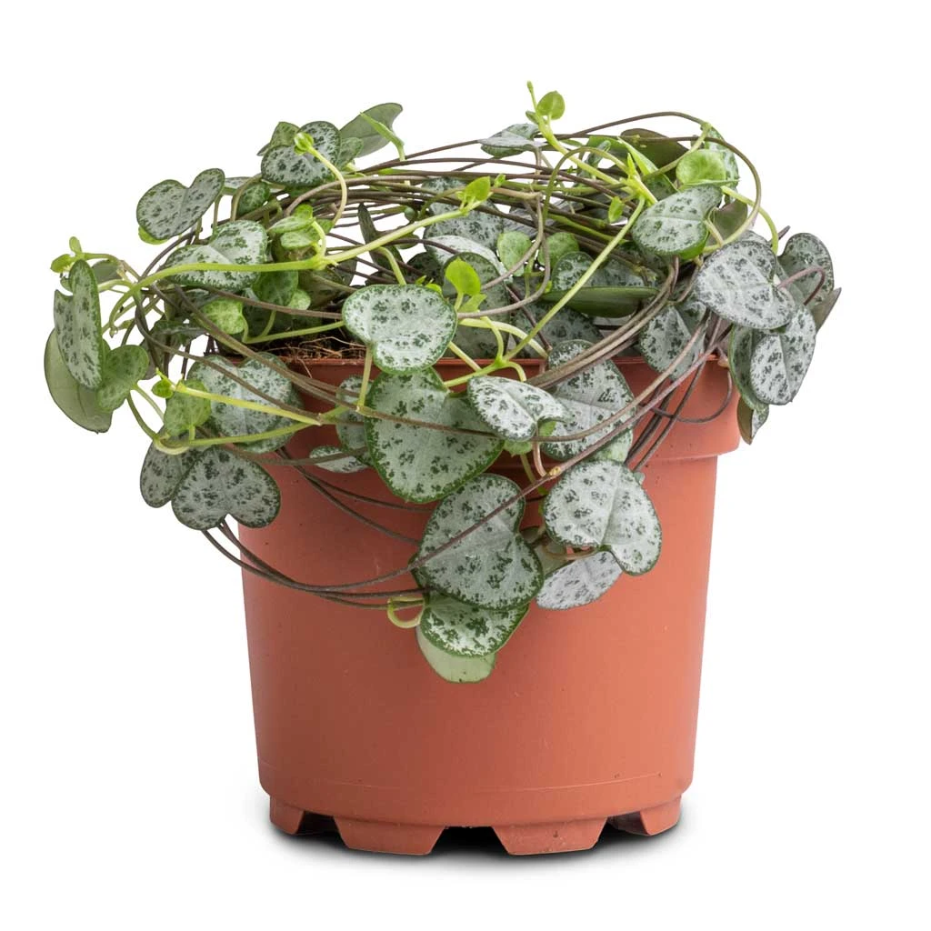 Ceropegia Woodii - String Of Hearts 17 Ceropegia Woodii - String Of Hearts - Image 15