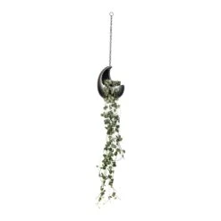 Ceropegia Woodii - String Of Hearts 34 Ceropegia Woodii - String Of Hearts -Plant Promotion Store Ceropegia woodii String of Hearts 14x30cm Gradient Hanging Cocoon Matt Grey 20x24cm