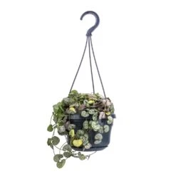 Ceropegia Woodii - String Of Hearts 29 Ceropegia Woodii - String Of Hearts -Plant Promotion Store Ceropegia woodii String of Hearts 14x30cm no hanger 4a520238 4e5a 4654 b668 1c8fee9d3611