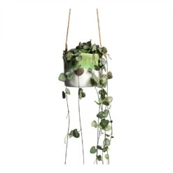 Ceropegia Woodii - String Of Hearts 40 Ceropegia Woodii - String Of Hearts -Plant Promotion Store Ceropegia woodii String of Hearts 8x20cm no hanger Wave Hanging Indoor Pot