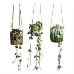Ceropegia Woodii - String Of Hearts 39 Ceropegia Woodii - String Of Hearts -Plant Promotion Store Ceropegia woodii String of Hearts 8x20cm no hanger in 3 pots