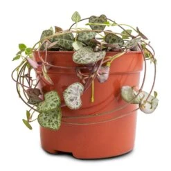 Ceropegia Woodii - String Of Hearts 24 Ceropegia Woodii - String Of Hearts -Plant Promotion Store Ceropegia woodii String of Hearts 8x20cm no hanger