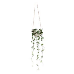 Dot Hanging Indoor Pot 11 Dot Hanging Indoor Pot -Plant Promotion Store Ceropegia woodii String of Hearts Dot Hanging Indoor Pot 0ad69e90 2863 44f4 ab87 85951be95425
